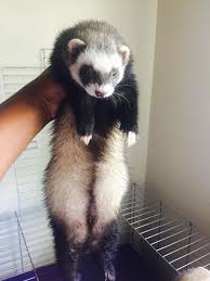 How To Litter Train Your Ferret Ferret Pet Ferret Baby Ferrets