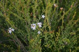 Image result for Tetragonia calycina