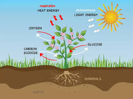 Photosynthesis And Respiration In Plants