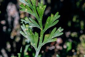 Image result for Asplenium theciferum