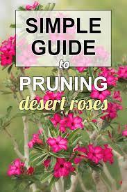 Check spelling or type a new query. How To Prune Desert Roses Rose Plant Care Desert Rose Care Adenium Desert Rose