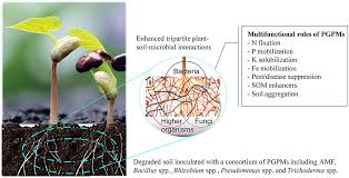 570 eur euro to mdl moldovan leu. Frontiers Potential Use Of Beneficial Microorganisms For Soil Amelioration Phytopathogen Biocontrol And Sustainable Crop Production In Smallholder Agroecosystems Sustainable Food Systems