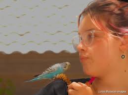 Rosy faced lovebirds in Glendale, AZ