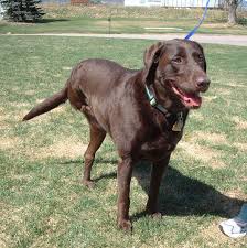 After this, they divide and form more hence, you got to know how long can dogs live with cancer from the above complete article. Osteosarcoma What S On The Horizon Animal Cancer Foundation