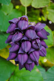 Image result for Cyclocarpa