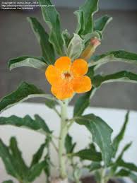 Image result for Pterodiscus elliottii