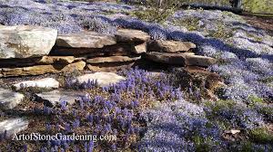 Image result for Ajuga
