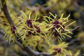 Image result for Hamamelidaceae