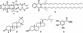 Image result for Phyllanthus muellerianus