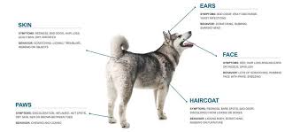 In recent studies, allergy has also been proposed to be associated with the progression of alopecia. Allergies In Dogs Gwf Nutrition