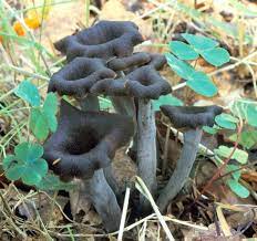 trompette de la mort reconnaitre et connaitre les trompettes ou des morts encore corne d abondance pratique fr champignon comestible coloriage az
