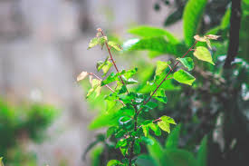Gardening Design Glasgow 4200 20191222115733 53 Extreme Gardening Compost Tea Recipe Gardening Vacancie In 2020 Organic Gardening Extreme Gardening Gardening Shovel