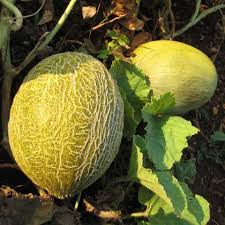 Image result for Cucumis melo