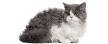 Selkirk Rex Cat Breed Information, Pictures ...