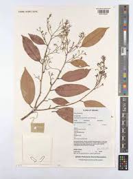 Image result for Irvingiaceae