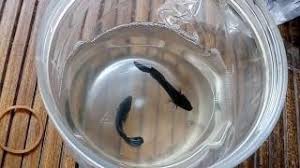 Ikan cupang bagan memiliki bulu yang lebih sedikit dari biasanya. Adu Ikan Cupang Bagan Vs Bagan Youtube