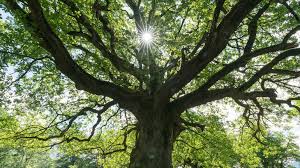 Oak tree life cycle cards these cards can be used to show. 4 Important Spiritual Lessons From Trees In The Bible Guideposts