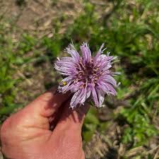 Image result for Hyparrhenia bracteata