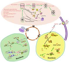 Maybe you would like to learn more about one of these? Schematic Of Expression Profiles Of Degs In The Plant Cell Cycle Download Scientific Diagram
