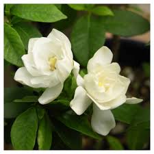 Small flowering shrubs in the rhododendron family thrive in zones 5 to 8. Gardenia August Beauty 1pc National Plant Network U S D A Hardiness Zone 8 11 August Beauty Gardenia Gardenia Plant Gardenia Shrub