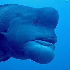 589 tomo 波左間海中公園の頼子 顔はちょっと怖いけど 人懐っこくてかわいい scubadiving diving スキューバダイビング ダイビング divermag 波左間海中公園 千葉 201 dinosaur stuffed animal fish pet animals