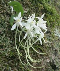 Image result for Mystacidium gracile