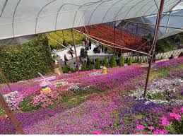 27 lokasi menarik harus dilawati di cameron highlands. Tempat Menarik Di Cameron Highland Findbulous Travel
