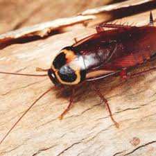 Count on expert pest management to take care of all your pest issues. 1 Pest Control Company In Dubai Best Pest Control Company