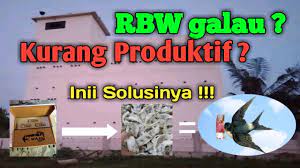Suara Panggil Tarik Inap Burung Walet Terbaik Sp Sibotak Si Simanis St Junior Buktikan Sendiri Youtube