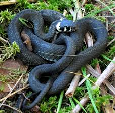 Dec 08, 2005 · man skiller hoggorm lett fra buorm som har to karakteristiske hvite/gule nakkeflekker, mens slettsnok skiller seg ut med to rader med sorte prikker på ryggen. Buorm Eller Huggorm Spor En Biolog