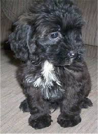 Maybe you would like to learn more about one of these? Small Black Labradoodle Online