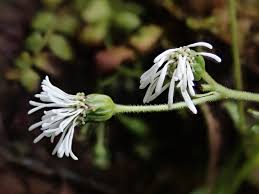 Image result for Adenostemma afrum