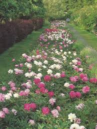 Nurseryman and peony grower alec white explains the difficulties faced when growing peonies and three rules for how to grow the perfect peonies. Pin On Green Thumbs