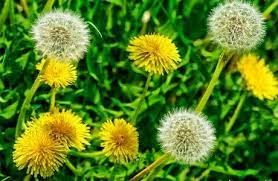 We sell seeds, plants and bulbs with competitive prices & delivery across the uk. Feed Yourself For Free 1