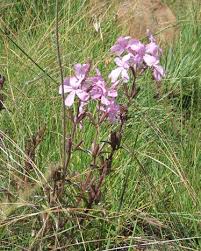 Image result for Cycnium