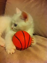 Yuki Kitten Hayvanlar