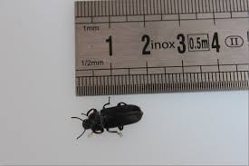 Elevage Vers De Farine Insectes Compagnie