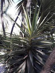 Image result for yucca gigantea en casa
