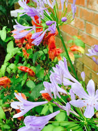 We did not find results for: Closeup Of Agapanthus And The Shrimp Plant Love The Colors Together Plants Texas Garden Agapanthus