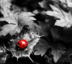 Black And White Vs Colored Colour Splash By Myrurupon On Deviantart Color Splash Photo Color Splash Photography Color Splash