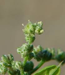 Image result for Chenopodium simplex