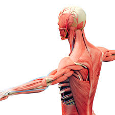 Striated / skeletal muscle (causing the movement of bones/limbs). The Musculoskeletal System And Disease