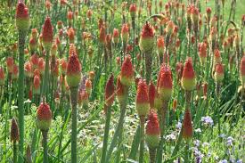 Image result for Kniphofia