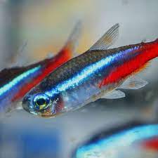 Buy live fish online at liveaquaria.com. Live Foods For Your Marine Animals