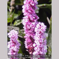 Image result for Buchnera affinis