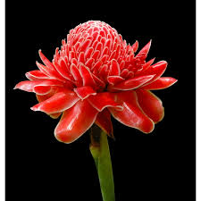 Image result for Etlingera