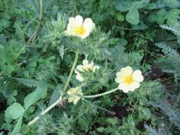 Image result for Potentilla recta