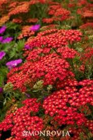 Paprika Common Yarrow Plants Monrovia Plants Perennials