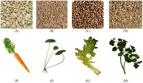 Image result for Apiaceae