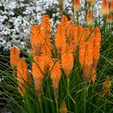 The plant may flower in winter in milder climates, but it's generally considered an annual. Kniphofia Orange Blaze Pp31545 Walters Gardens Inc